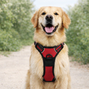 No-pull harness