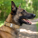 Tactical collar