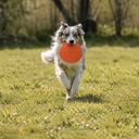 Frisbee