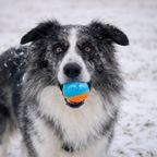 La balle Snow