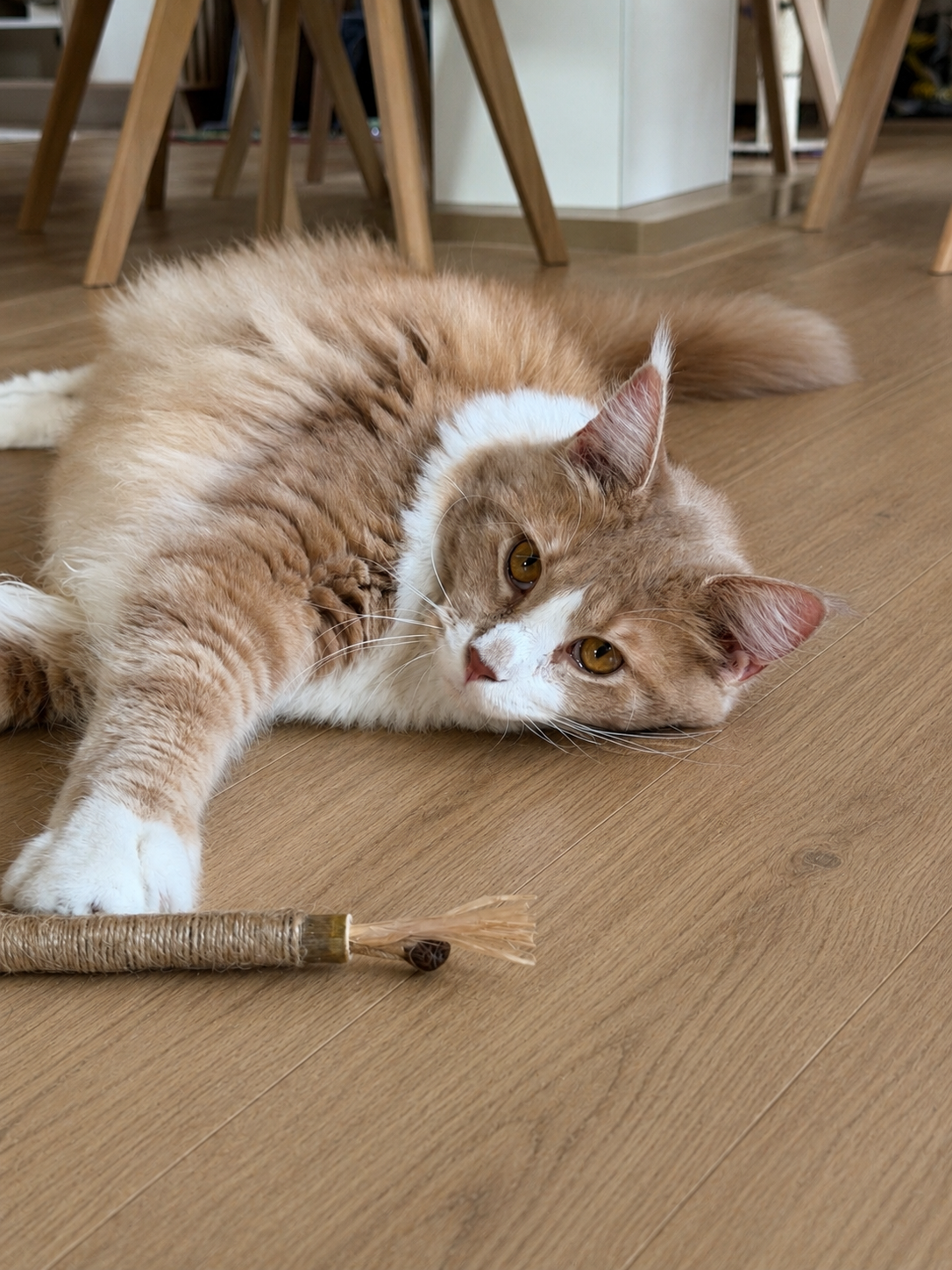 Bâtonnet à Mâcher pour Chat