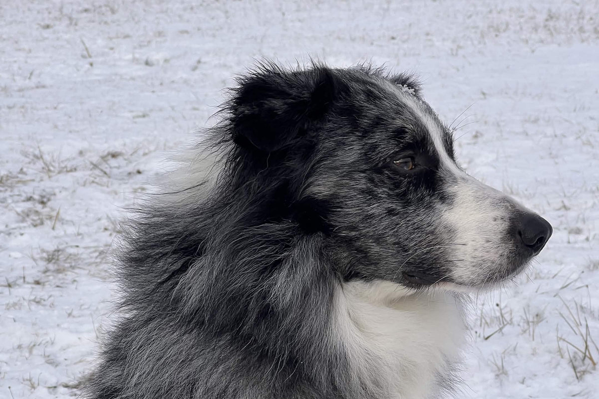 Snow — photo 1