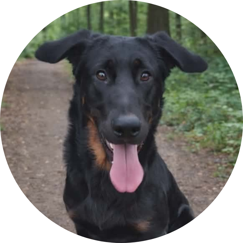 Portrait d’Umbra, membre de l’équipe Animalyo