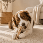 Bâton à Mâcher en Bois pour Chien - Animalyo