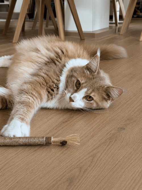 Bâtonnet à Mâcher pour Chat - Animalyo