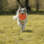 Frisbee - Animalyo