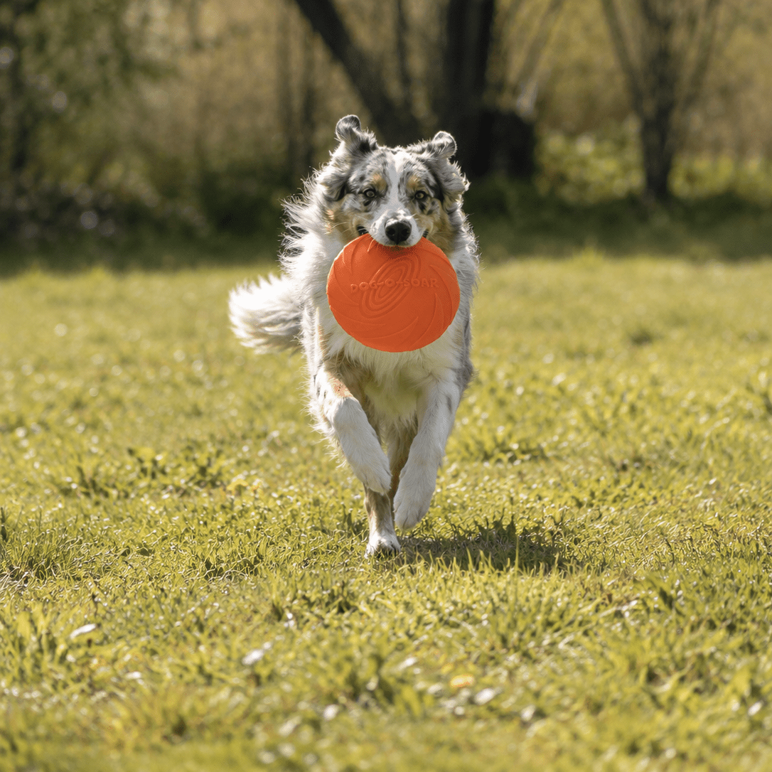 Frisbee - Animalyo