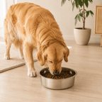 Gamelle en acier inoxydable - Animalyo