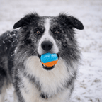 La balle Snow - Animalyo