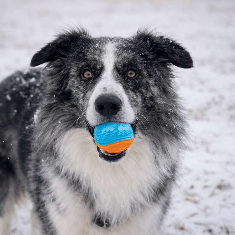La balle Snow - Animalyo