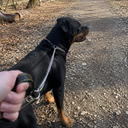 Chain Leash
